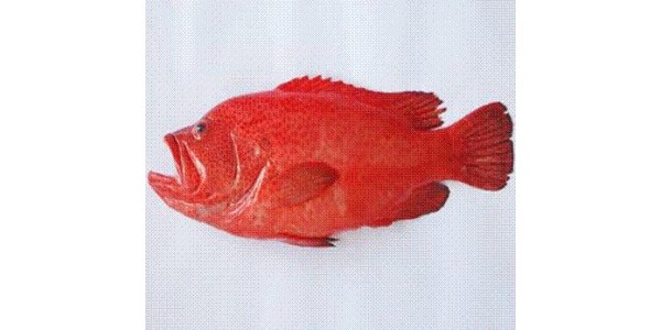 Giá cá mú sao đỏ bao nhiêu tiền 1kg tại TpHCM