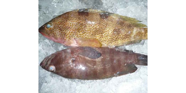 Mua cá bóng mú, cá mú đỏ ở đâu ngon tại TpHCM