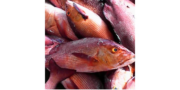 Giá cá hồng chuối biển tươi bao nhiêu tiền 1kg