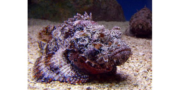 Giá cá mặt quỷ bao nhiêu tiền 1kg