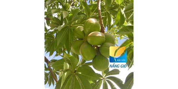 Tác dụng của mủ cây trôm