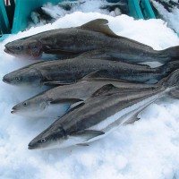 CÁ BỚP CÂU PHÚ QUỐC