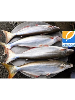 Cá dứa biển tươi mua ở đâu ngon tại TPHCM,Sài Gòn?