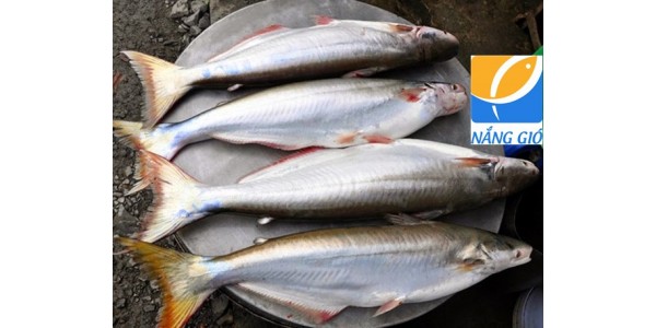 Cá dứa biển tươi mua ở đâu ngon tại TPHCM,Sài Gòn?