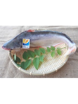 Cá Dứa Cần Giờ mua ở đâu ngon và chất lượng?