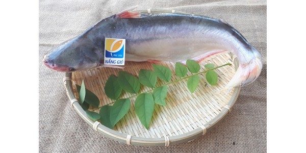 Cách phân biệt cá dứa và cá bông lau