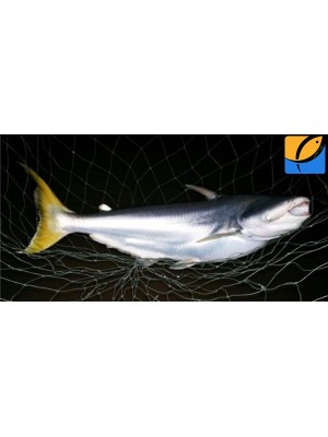 Cá dứa thiên nhiên "cá dứa xịn" mua ở đâu ngon?