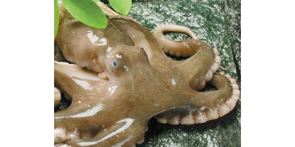 Bạch tuộc làm món gì ngon