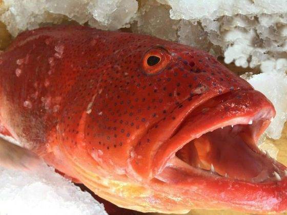cá mú đỏ - quà sức khỏe từ sài gòn