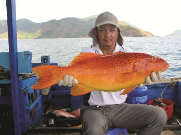 Mua bán cá mú size to ở đâu ngon tại TpHCM, Sài Gòn