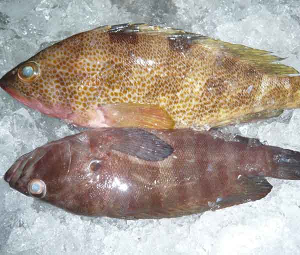 mua cá bống mú đỏ ở đâu ngon