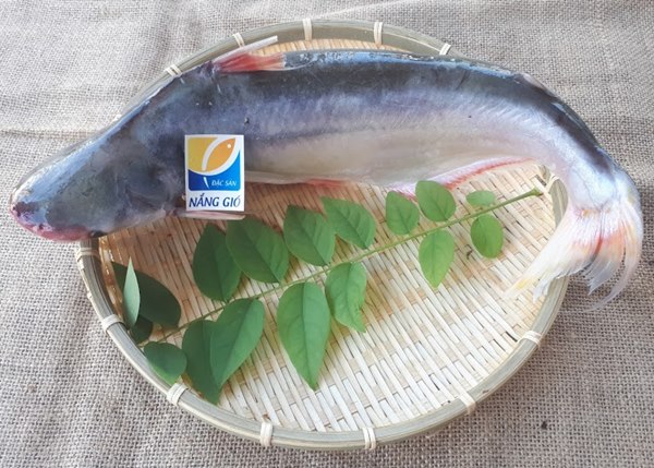Cá Dứa là thực phẩm giàu Omega3-DHA