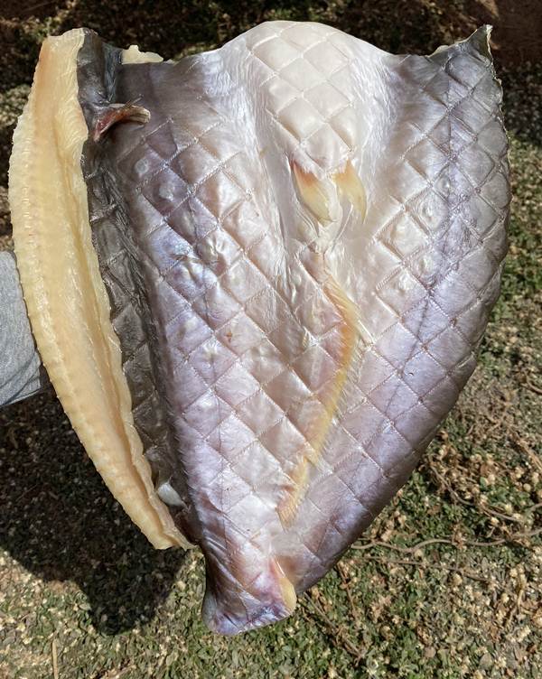 Khô cá dứa 1 nắng - đặc sản miền nam làm quà